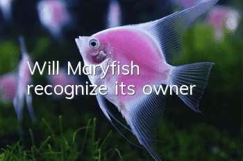 Will Maryfish recognize its owner?