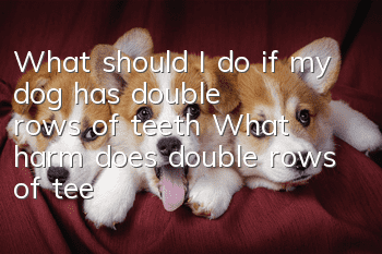 What should I do if my dog ​​has double rows of teeth? What harm does double rows of teeth do to dogs?