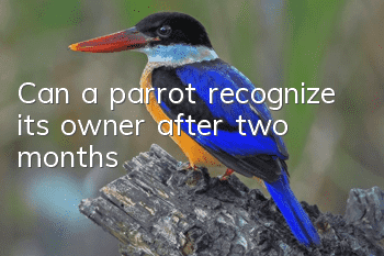 Can a parrot recognize its owner after two months?