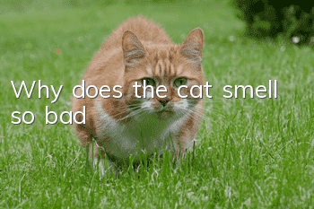 Why does the cat smell so bad?