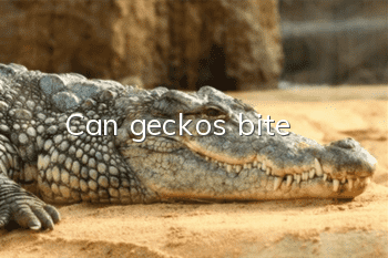 Can geckos bite?