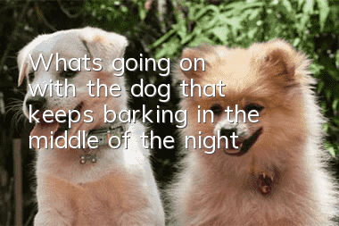 What's going on with the dog that keeps barking in the middle of the night?