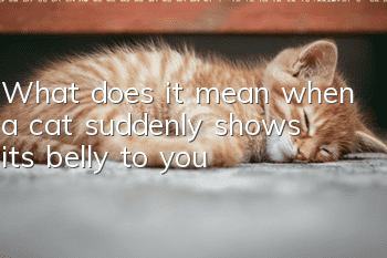 What does it mean when a cat suddenly shows its belly to you?