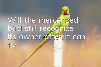 Will the mercerized bird still recognize its owner after it can fly?