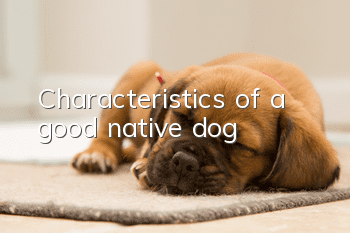 Characteristics of a good native dog