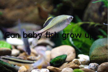 Can baby fish grow up?