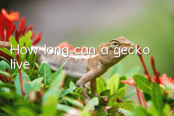 How long can a gecko live?