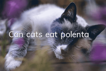 Can cats eat polenta?