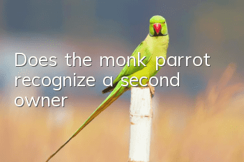 Does the monk parrot recognize a second owner?