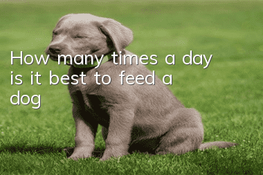 How many times a day is it best to feed a dog?