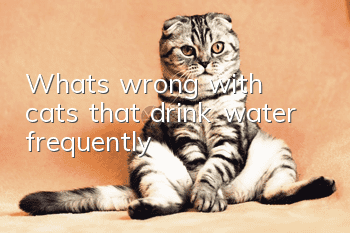 What's wrong with cats that drink water frequently?