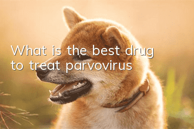 What is the best drug to treat parvovirus?