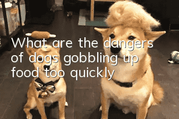 What are the dangers of dogs gobbling up food too quickly?