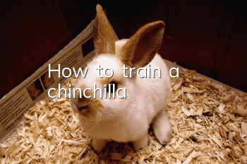 How to train a chinchilla