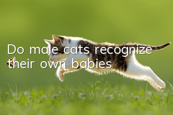 Do male cats recognize their own babies?