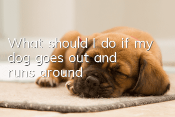 What should I do if my dog ​​goes out and runs around?