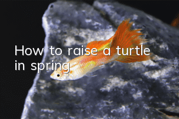 How to raise a turtle in spring