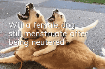 Will a female dog still menstruate after being neutered?