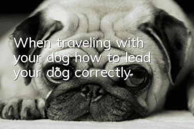 When traveling with your dog, how to lead your dog correctly?