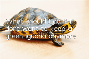 What should I do if I don’t want to keep a green iguana anymore?