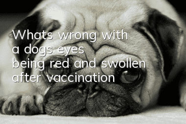 What's wrong with a dog's eyes being red and swollen after vaccination?