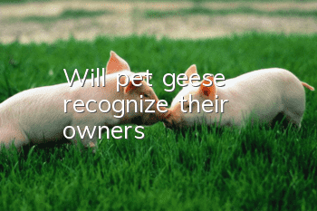 Will pet geese recognize their owners?