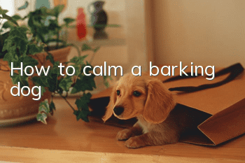 How to calm a barking dog?