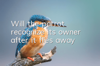 Will the parrot recognize its owner after it flies away?