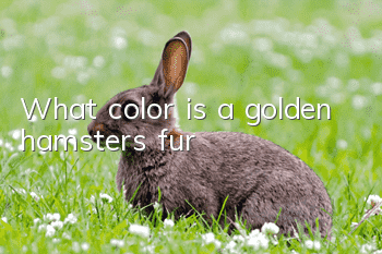 What color is a golden hamster’s fur?