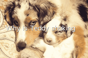 Why is Teddy shaking?