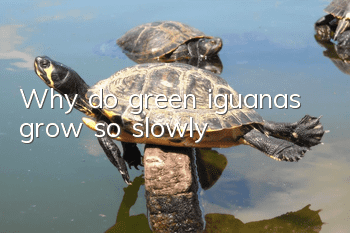 Why do green iguanas grow so slowly?