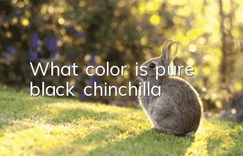 What color is pure black chinchilla?