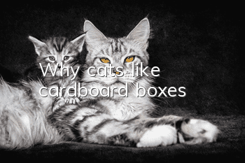 Why cats like cardboard boxes