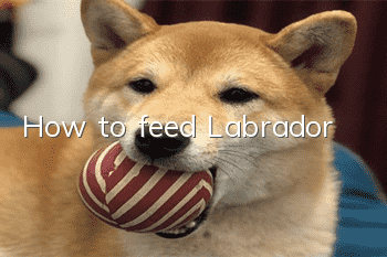 How to feed Labrador