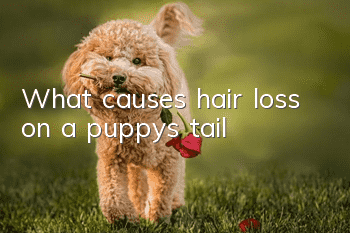 What causes hair loss on a puppy’s tail?