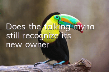 Does the talking myna still recognize its new owner?