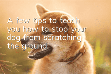 A few tips to teach you how to stop your dog from scratching the ground