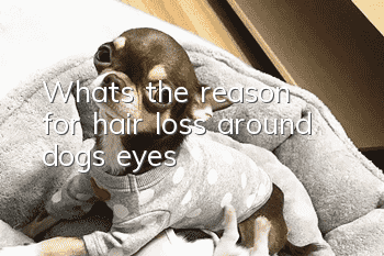 What’s the reason for hair loss around dogs’ eyes?