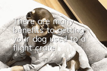 There are many benefits to getting your dog used to a flight crate