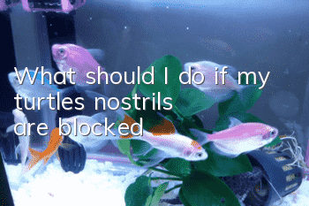 What should I do if my turtle’s nostrils are blocked?