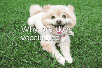 Why are dogs vaccinated?