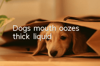 Dog's mouth oozes thick liquid