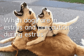 When dogs are in estrus and precautions during estrus