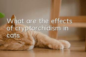 What are the effects of cryptorchidism in cats?