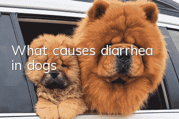 What causes diarrhea in dogs