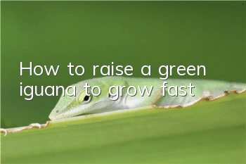 How to raise a green iguana to grow fast