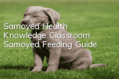 Samoyed Health Knowledge Classroom Samoyed Feeding Guide