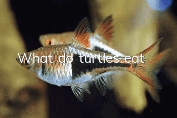 What do turtles eat?