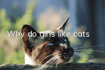 Why do girls like cats