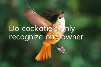 Do cockatiels only recognize one owner?